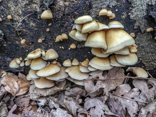 fungus growing on a tree in Autumn