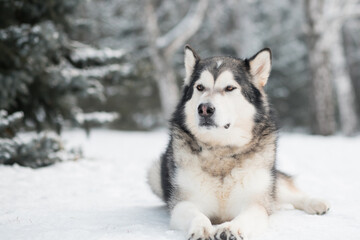 Naklejka premium alaskan malamute lying in winter forest. Near spruce tree.