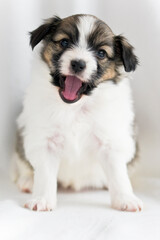 Papillon puppy sitting on a white background