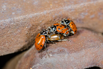Convergent Ladybug (Hippodamia convergens) Emerging in Spring from Hibernation