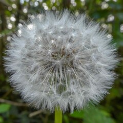 beautiful dandelions seed head  on a sunny spring day