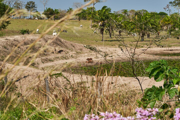 capybara, Hydrochoerus hydrochaeris, the largest living rodent in the world, is a giant cavy rodent native to South America. Sitting at a water hole together with cattle, Brazil, South America