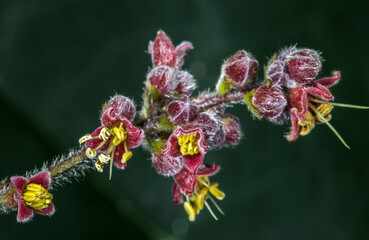 Flower of Queensland Davidson's Plum (Davidsonia pruriens)