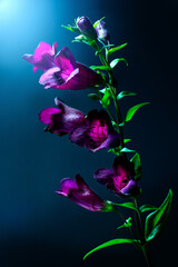 Fototapeta na wymiar penstemon 'Rich Ruby' flower art dark purple