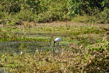 The Jabiru is a tall wading bird found in the Americas from Mexico to Argentina and the largest...