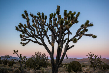 Joshua trees (Yucca brevifolia ) at sunset in Mojave National Preserve, California