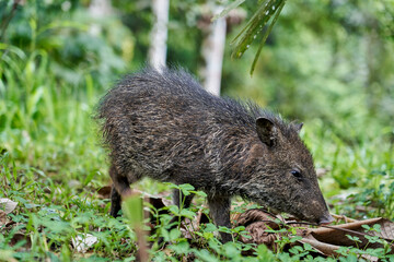 cute little young wild boar being nosy in the rain forest of nueva loja, ecuador, south america