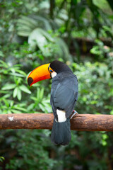 Colorful tucan