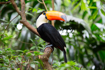 Colorful tucan © swisshippo