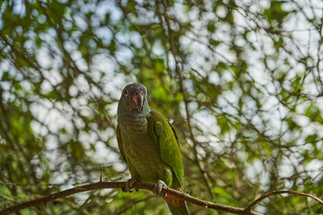 blue headed parrot, also blue headed pionus, Pionus menstruus, sitting on a branch of the rain forest of the cuyabeno natinal park in Ecuador, South America