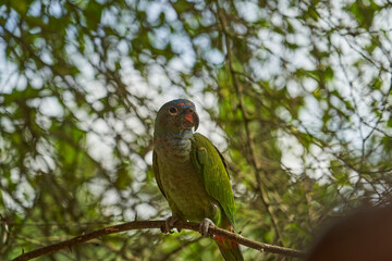 blue headed parrot, also blue headed pionus, Pionus menstruus, sitting on a branch of the rain forest of the cuyabeno natinal park in Ecuador, South America
