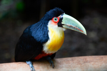 Colorful tucan
