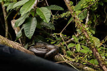 The green anaconda, Eunectes murinus, also giant or common anaconda, common water boa, is found in South America and the heaviest snake species, it is a non-venomous constrictor