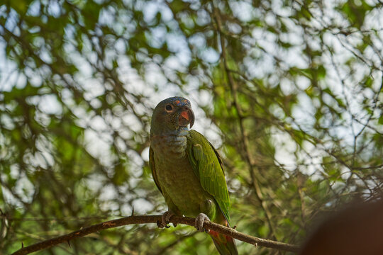 blue headed parrot, also blue headed pionus, Pionus menstruus, sitting on a branch of the rain forest of the cuyabeno natinal park in Ecuador, South America