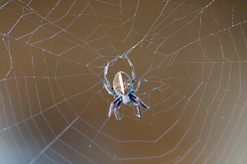 A large brown spider walking in a spider web in a garden