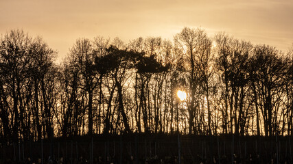 coucher de soleil et arbres