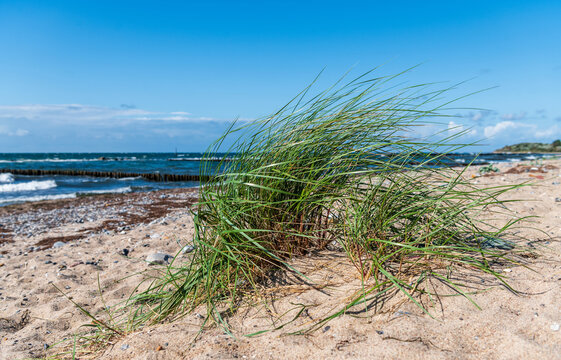Strandgras รูปภาพStrandgras – เลือกดูภาพถ่ายสต็อก เวกเตอร์ และวิดีโอ1,150 | Adobe ...