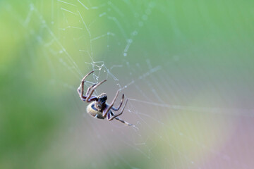A large brown spider walking in a spider web in a garden