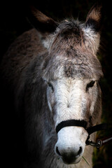 Fototapeta premium âne