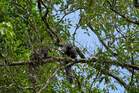 Napo saki, Pithecia napensis, also Napo monk saki, a species of New World monkeys, to be found in eastern Ecuador and northern Peru. Sitting high in the canopy of the rain forest in Cuyabeno reserve