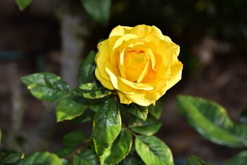 single yellow rose