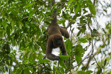 Brown woolly monkey, common or Humboldts woolly monkey, Lagothrix lagothricha, new world monkey from Colombia, Ecuador, Peru and Brazil, hanging by its tail from the canopy of the rain forest Cuyabeno