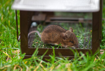 DIY Mouse Trap Box: How to Make an Effective, Eco-Friendly Trap - Recon  Pest Services