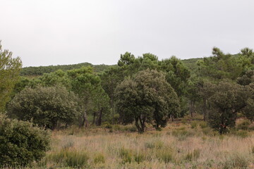 Obraz premium arbre de provence