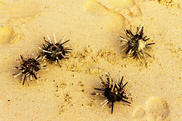 Especies en las islas Galápagos