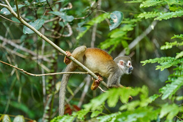 Obraz premium cute little squirrel monkey, a new World monkey of the genus Saimiri, sitting in the tropical rain forest of the cuyabeno national park, Ecuador, South America