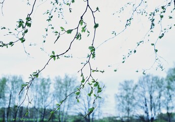 thin birch branches with young leaves on a light sky background