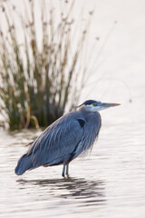 close view of a great blue heron, seen in the wild in North California