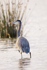 close view of a great blue heron, seen in the wild in North California