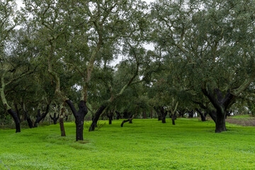 view of many cork trees after the bark has been harvested