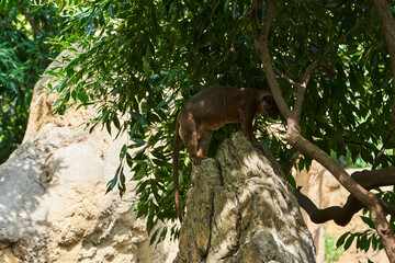 beautiful portrait of a fossa climbing a stone with a tree next to it in a zoo in valencia spain