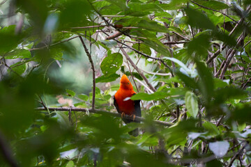 Male Andean cock of the rock, Rupicola peruvianus, also tunki, is a large passerine bird of the cotinga family native to Andean cloud forests in South America, is the national bird of Peru