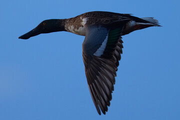 Northern Shoveler in beautiful light, seen in the wild in North California