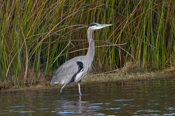 close view of a great blue heron, seen in the wild in North California
