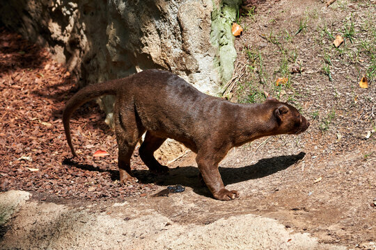 beautiful side portrait of a fossa on a stone and green areas in a zoo in valencia spain