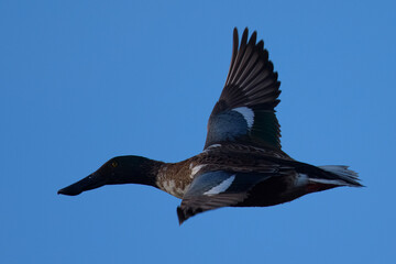 Northern Shoveler in beautiful light, seen in the wild in North California