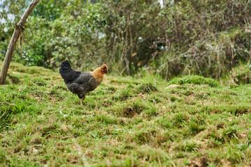 strange looking chicken standing on meadow on the way to tombs of revash funerary complex in the andes mountains of Peru