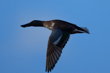 Northern Shoveler in beautiful light, seen in the wild in North California