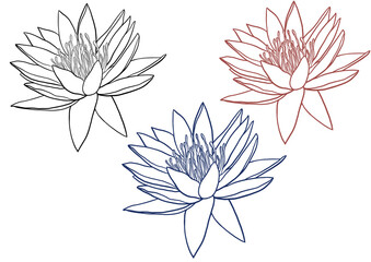 Lilac water lily ore lotus line art illustration. Set of three colored contours. Tropical flowers isolated on background.Flower silhouette