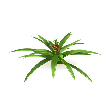 Pineapple tree with fruit. Isolated isometric vector illustration.