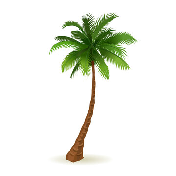 Coconut tree isolated on a white background in isometric illustration. Vector illustration