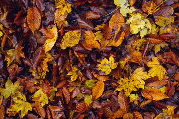 top view dry autumn multicolored leaves, natural horizontal bright wallpaper