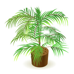 Obraz premium Small tropical palm tree isolated on white background for interior design of home, villa. Vector isometric illustration