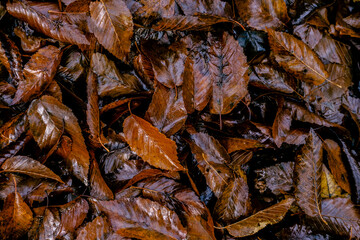 beautiful wet brown autumn leaves natural wallpaper