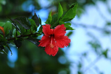 Full blossam red hibiscus red flower on the evening in the garden