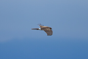 Close view of a female hen harrier gliding while hunting, seen in the wild in North California